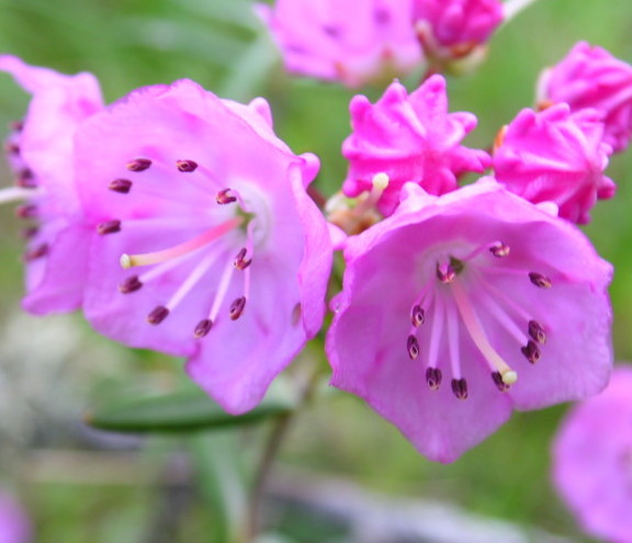 Kalmia polifolia - lepelstruik