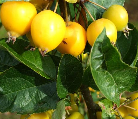 Malus ‘Golden Hornet’ - sierappel
