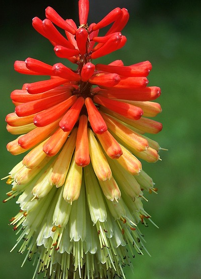 Kniphofia uvaria ‘Royal Castle’ - vuurpijl
