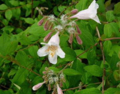 Kolkwitzia amabilis ‘Pink Cloud’ - koniginnenstruik