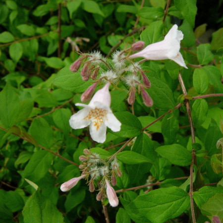 Kolkwitzia amabilis ‘Pink Cloud’ - koniginnenstruik