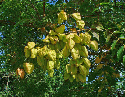 Koelreuteria paniculata - zeepboom