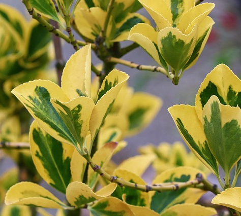 Euonymus fortunei ‘Emerald ’n Gold’ op stam - kardinaalsmuts of kardinaalshoed