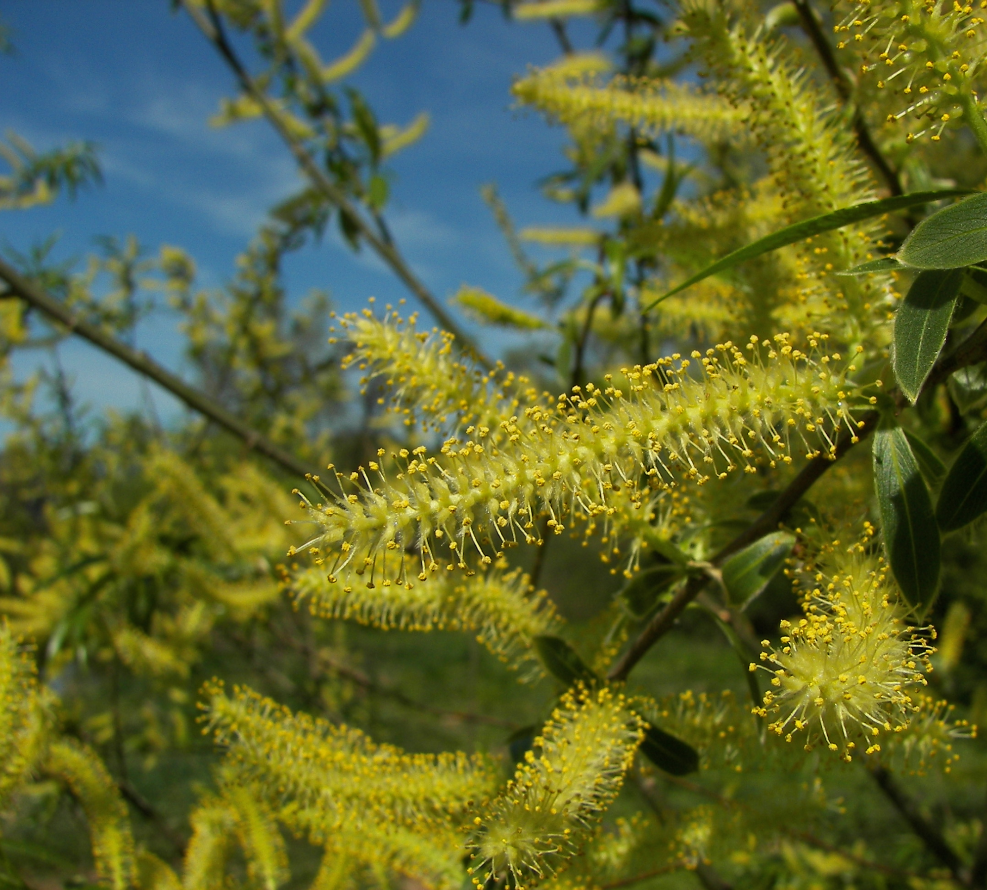 Salix alba ‘Liempde’ - knotwilg