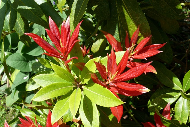 Pieris ‘Forest Flame’ - rotsheide