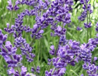 Lavandula angustifolia ‘Hidcote’