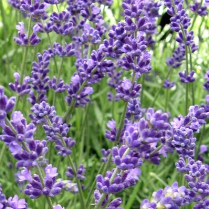 Lavandula angustifolia 'Hidcote'.