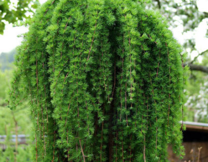 Larix decidua ‘Puli’ op stam - Europese lork