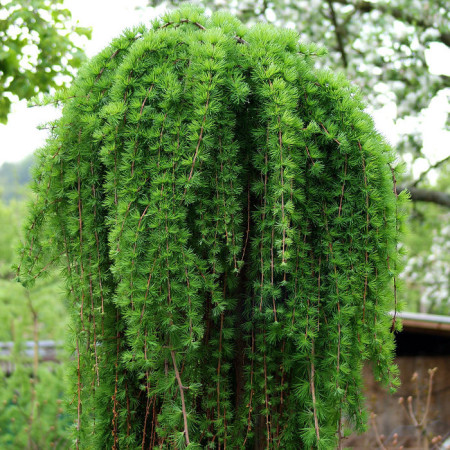 Larix decidua ‘Puli’ pot halfstam