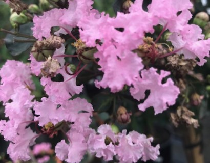 Lagerstroemia indica ‘Rhapsody’ op stam - lagerstroemia