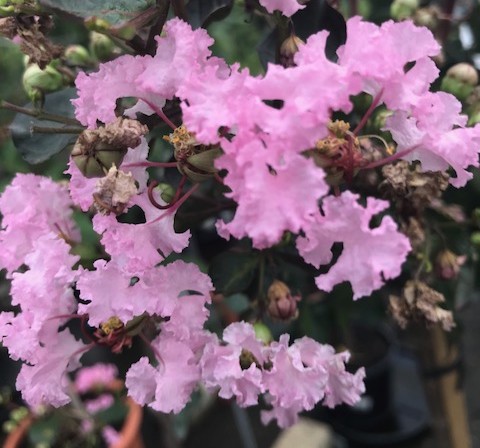 Lagerstroemia indica ‘Rhapsody’ op stam - lagerstroemia