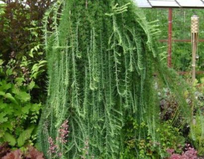 Larix kaempferi ‘Stiff Weeping’ op stam - Japanse lork