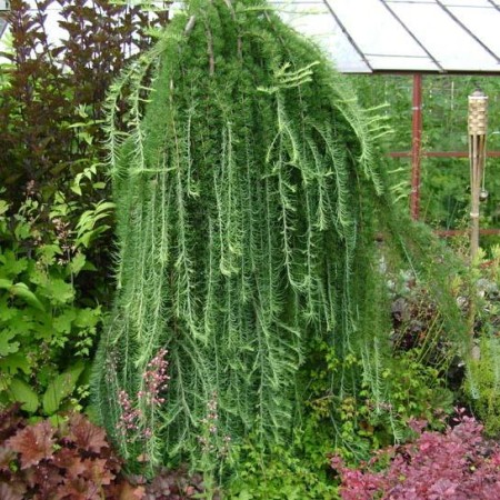 Larix kaempferi ‘Stiff Weeping’ op stam - Japanse lork