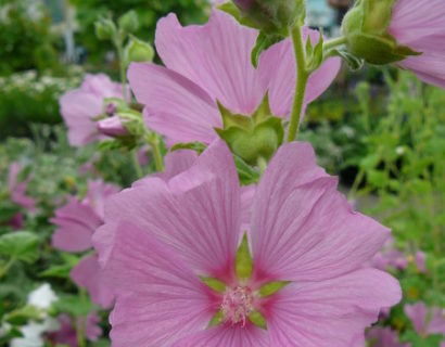 Lavatera olbia ‘Rosea’ (grote pot)