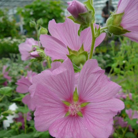 Lavatera olbia ‘Rosea’ (grote pot) - 