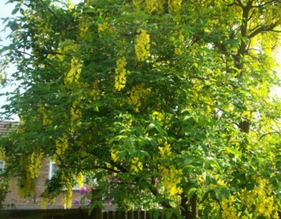 Laburnum watereri ‘Vossii’ meerstammig - Gouden regen