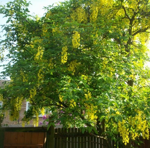 Laburnum watereri ‘Vossii’ - gouden regen