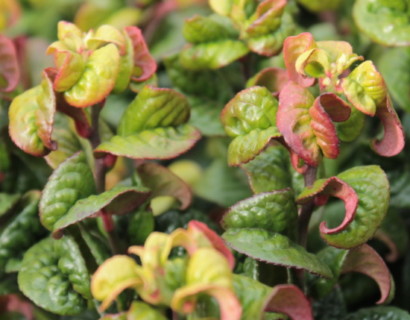 Leucothoë axillaris ‘Curly Red’ - druifheide