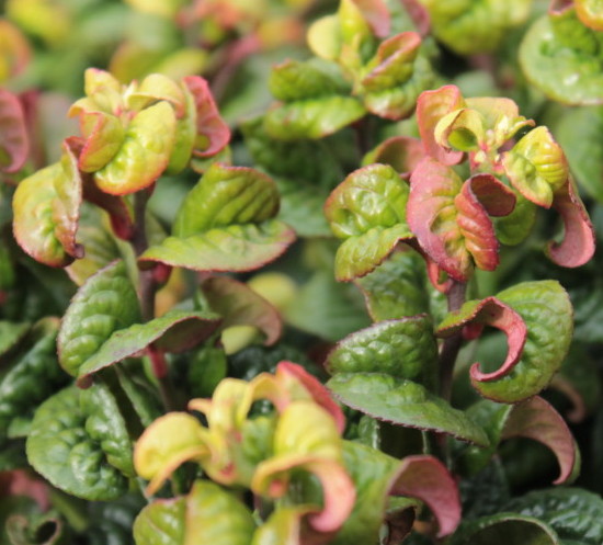 Leucothoë axillaris ‘Curly Red’ - druifheide