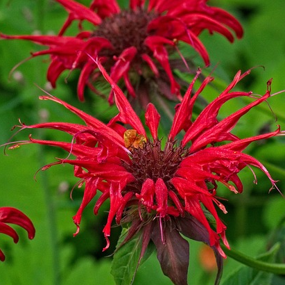 Monarda ‘Cambridge Scarlet’ - bergamotplant