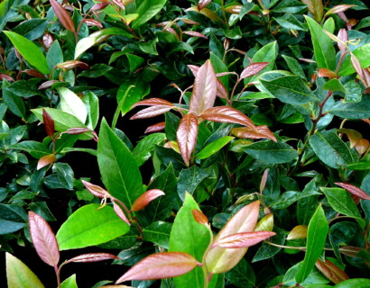 Leucothoë ‘Zeblid’ of ‘Scarletta’ - druifheide