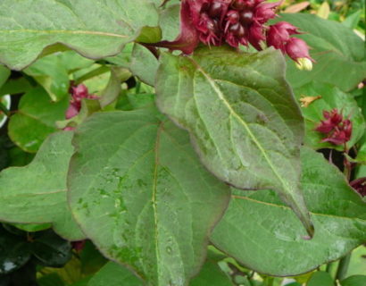 Leycesteria formosa - fazantenbes, caramelbes