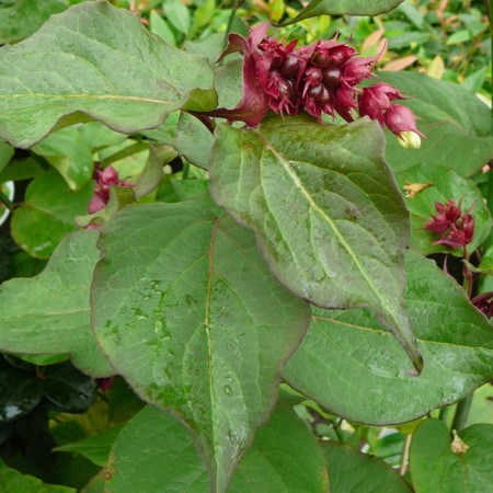 Leycesteria formosa - fazantenbes, caramelbes