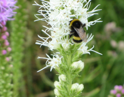 Liatris spicata ‘Alba’ - prachtkaars / lampepoetser