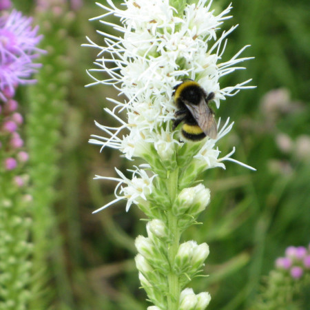 Liatris spicata ‘Alba’ - prachtkaars / lampepoetser