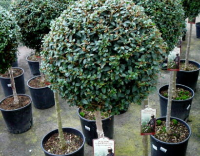 Ligustrum jonandrum of delavayanum op stam - liguster