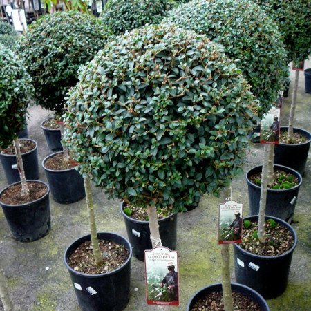 Ligustrum jonandrum of delavayanum op stam - liguster