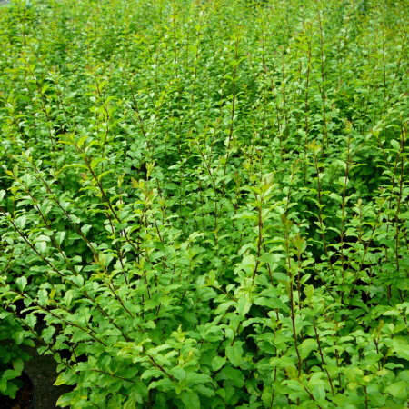 Ligustrum ovalifolium ‘Lemon and Lime’ - gele liguster