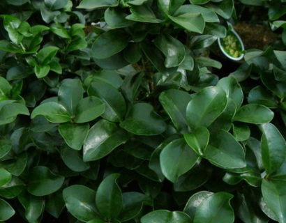 Ligustrum japonicum ‘Rotundifolium’ - liguster