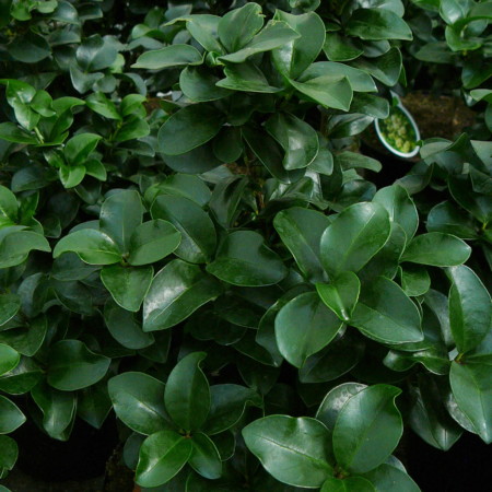 Ligustrum japonicum ‘Rotundifolium’ - liguster