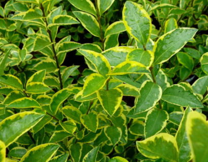 Ligustrum ovalifolium ‘Aureum’