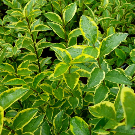 Ligustrum ovalifolium ‘Aureum’ - geelbonte liguster