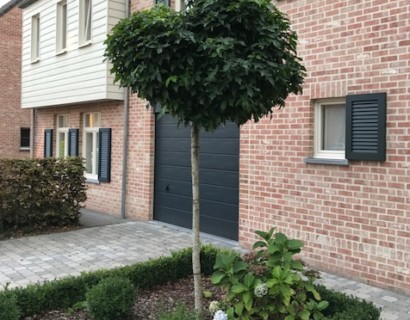 Liquidambar styraciflua ‘Gumball’ bolvorm op stam - Amberboom bolvorm op stam