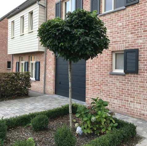 Liquidambar styraciflua ‘Gumball’ bolvorm op stam - Amberboom bolvorm op stam