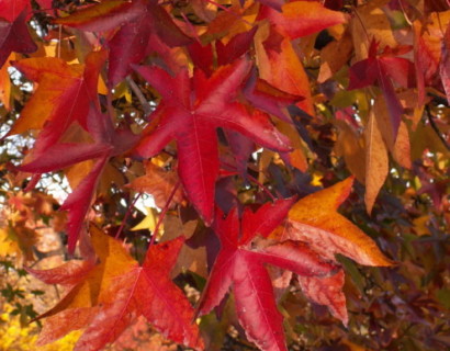 Liquidambar styraciflua - amberboom