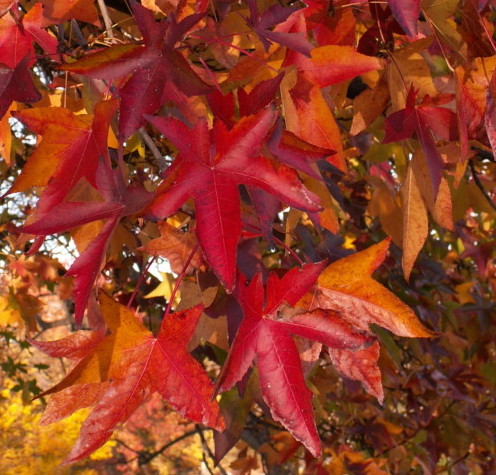 Liquidambar styraciflua - amberboom