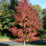 Hoe kies ik een boom? Heeft u informatie over bomen?