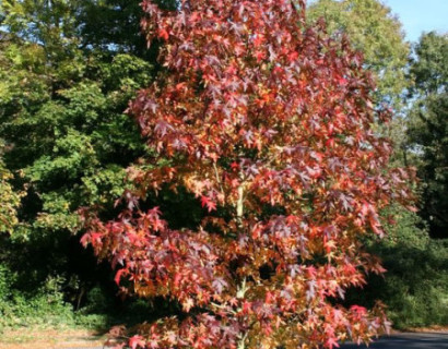 Liquidambar styraciflua ‘Worplesdon’ - amberboom