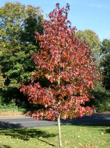 Liquidambar styraciflua ‘Worplesdon’ - amberboom