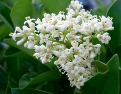 Ligustrum texanum - Liguster