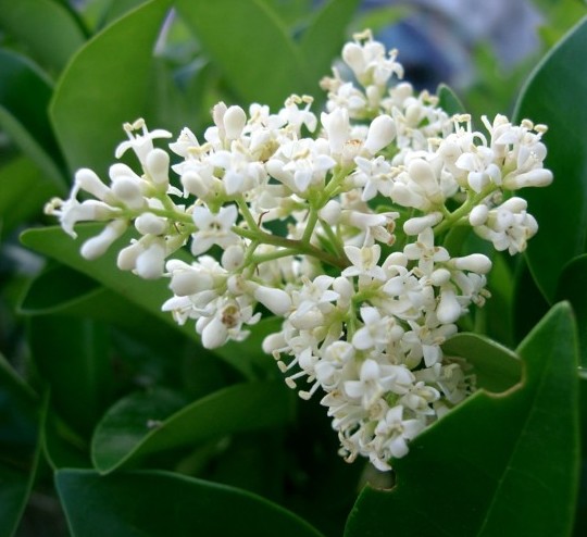 Ligustrum texanum leivorm rek - liguster leivorm rek