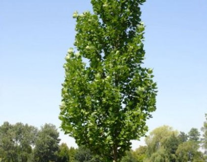 Liriodendron tulipifera ‘Fastigiatum’ - zuilvormige tulpenboom