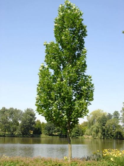 Liriodendron tulipifera ‘Fastigiatum’ - zuilvormige tulpenboom