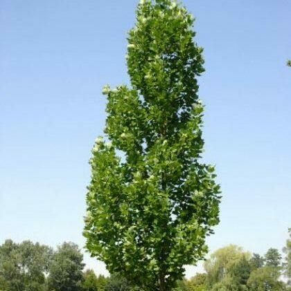 Liriodendron tulipifera ‘Fastigiatum’ - zuilvormige tulpenboom