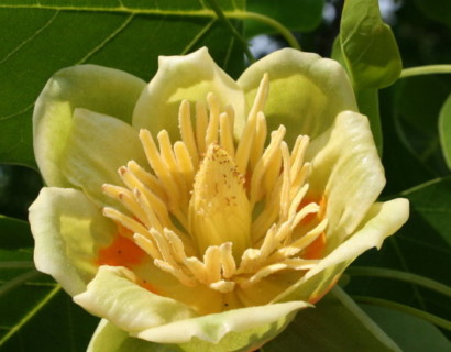 Liriodendron tulipifera - tulpenboom
