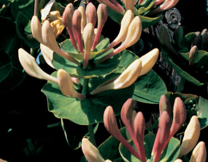 Lonicera caprifolium - kamperfoelie